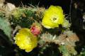cactus en fleur au Grand Souleyas