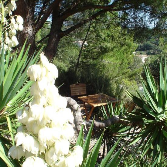 yuccas en fleurs en mai