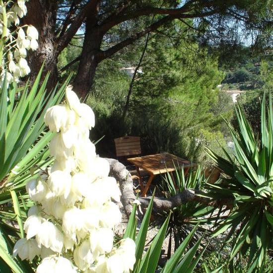 yuccas en fleurs en mai