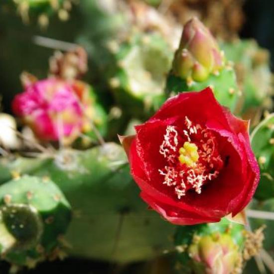 cactus flowers, on june