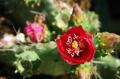 cactus en fleur juin