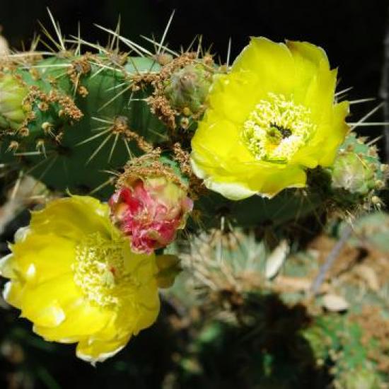 cactus en fleur domaine du Grand Souleyas