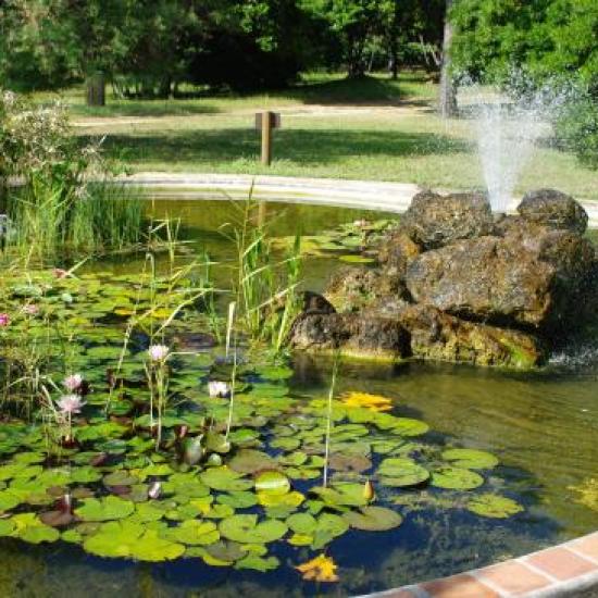 basin with water lilies