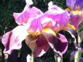 Iris detail